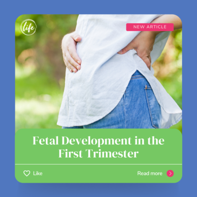 Fetal Development in the First Trimester